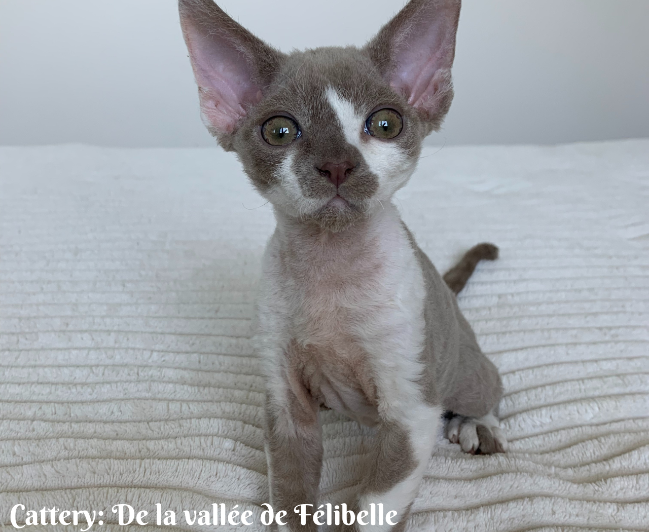 Cattery Monti Della Meta (12)