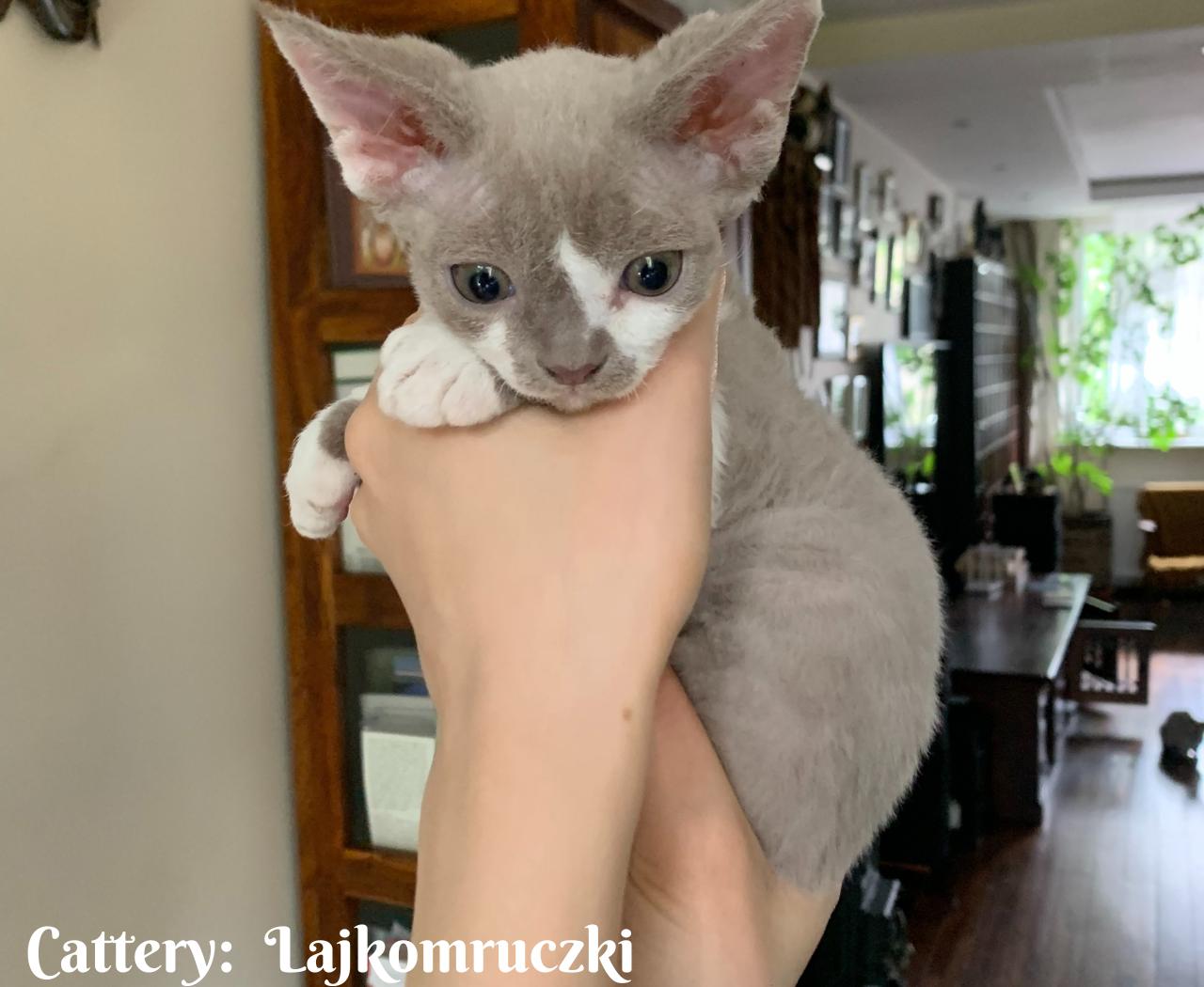 Cattery Monti Della Meta (14)