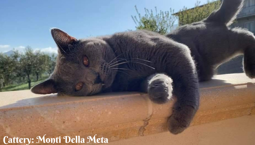 Cattery Monti Della Meta (4)
