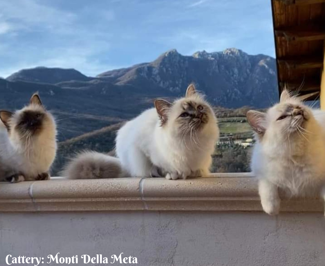 Cattery Monti Della Meta (6)
