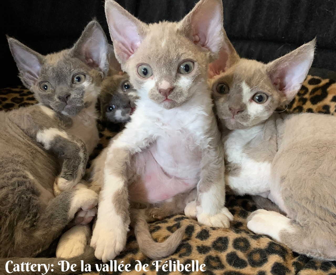 Cattery Monti Della Meta (9)