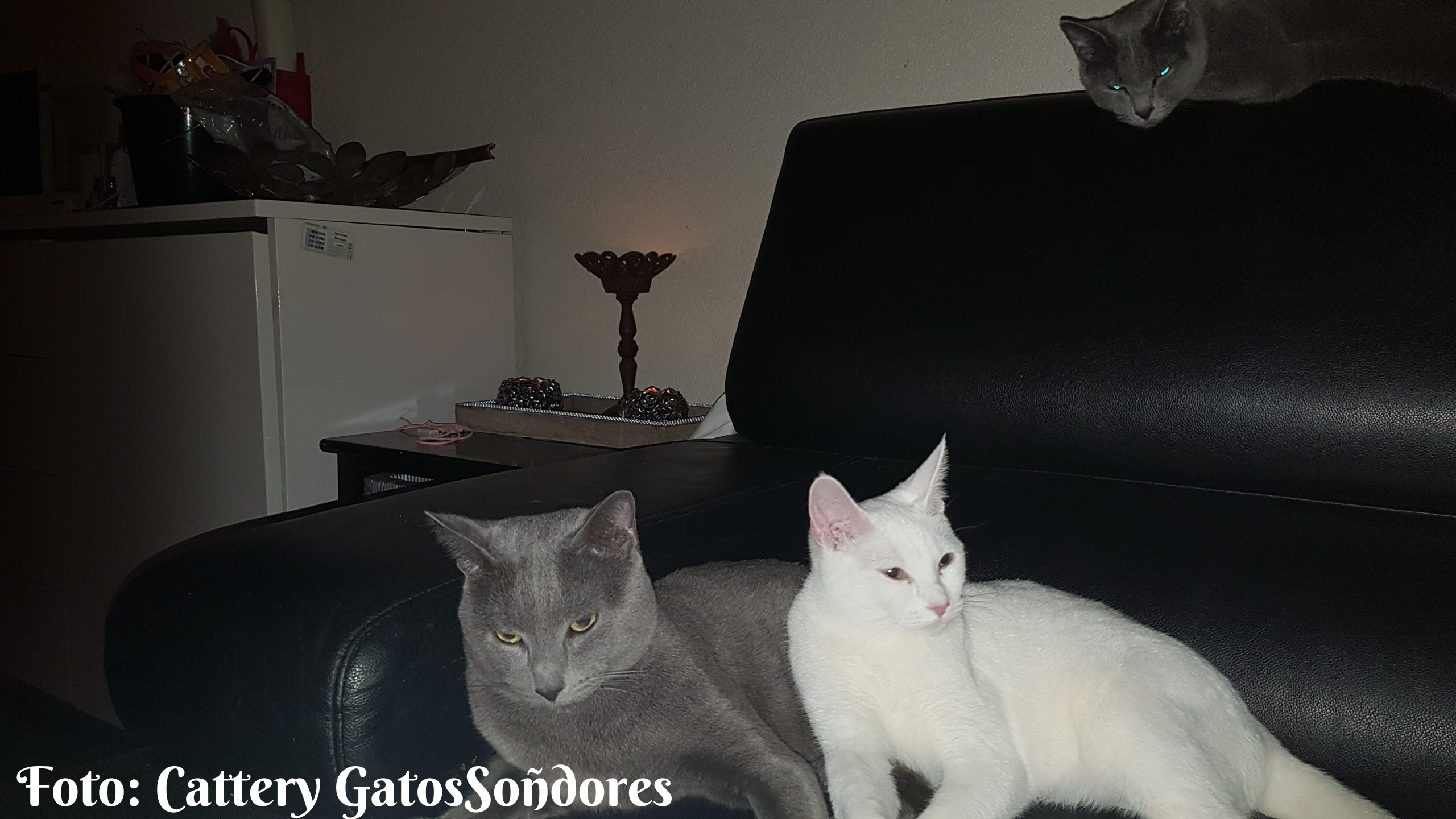 Foto Cattery GatosSoñdores (1)