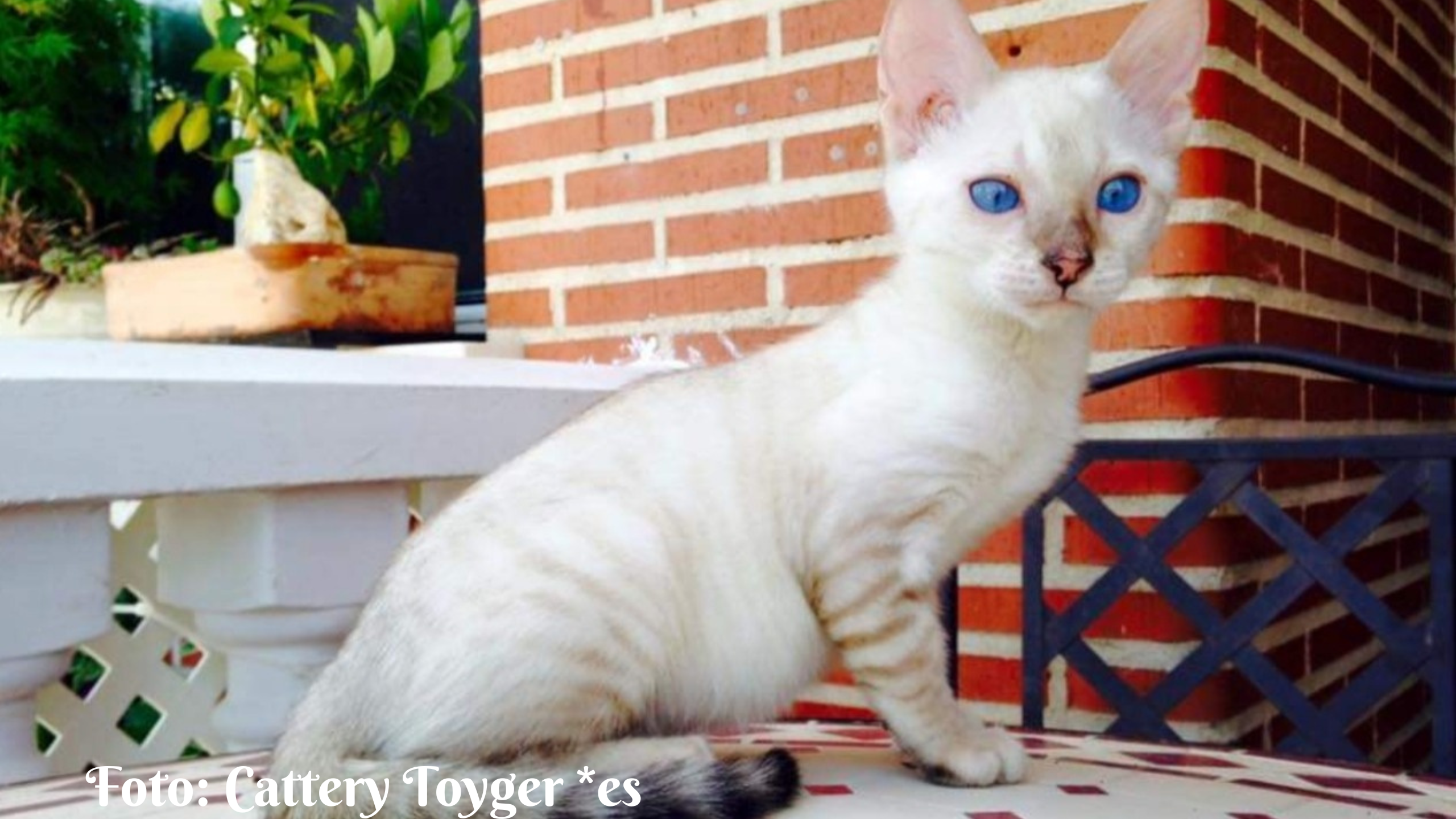 Foto Cattery GatosSoñdores (8)