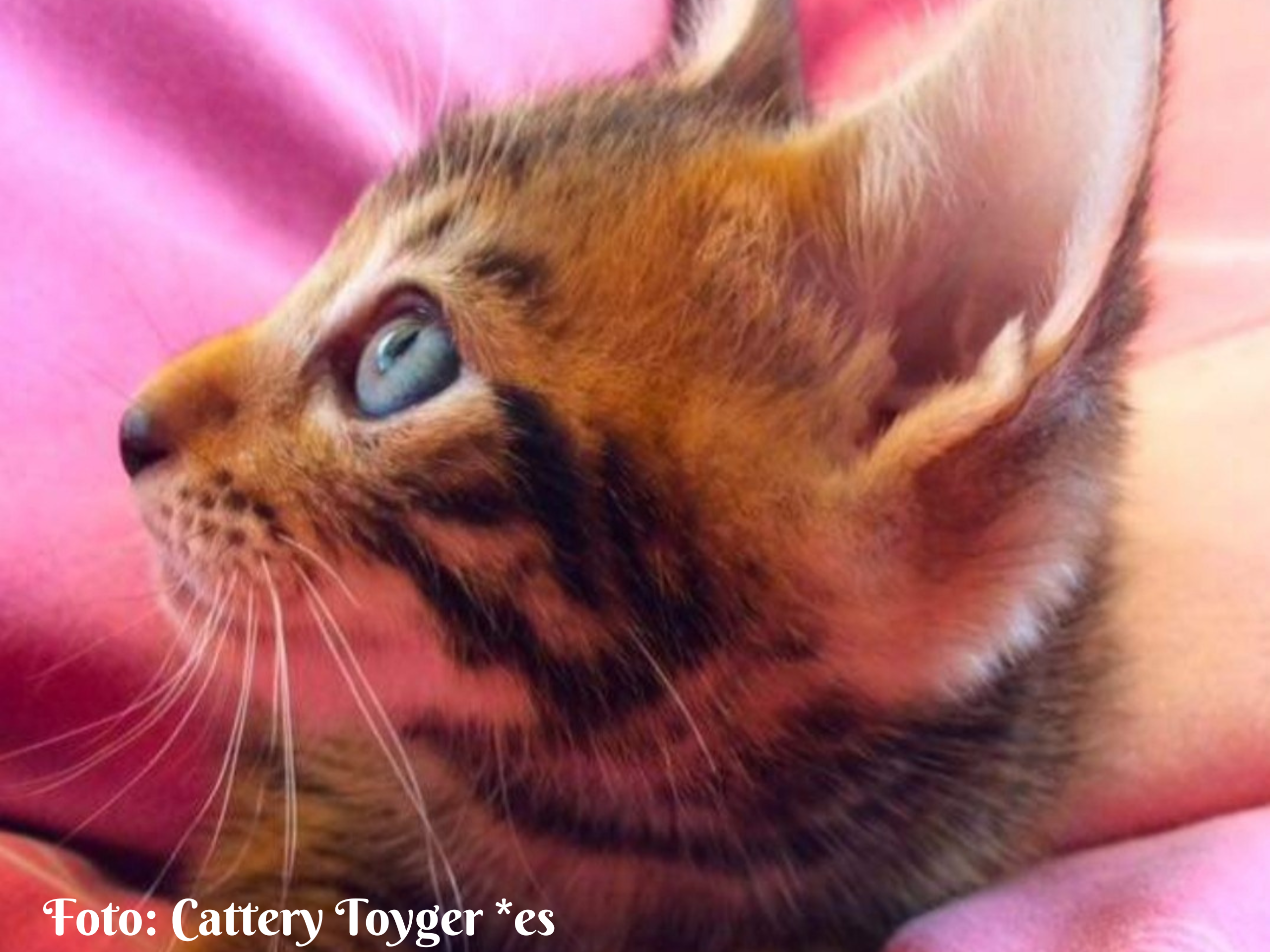Foto Cattery GatosSoñdores (9)