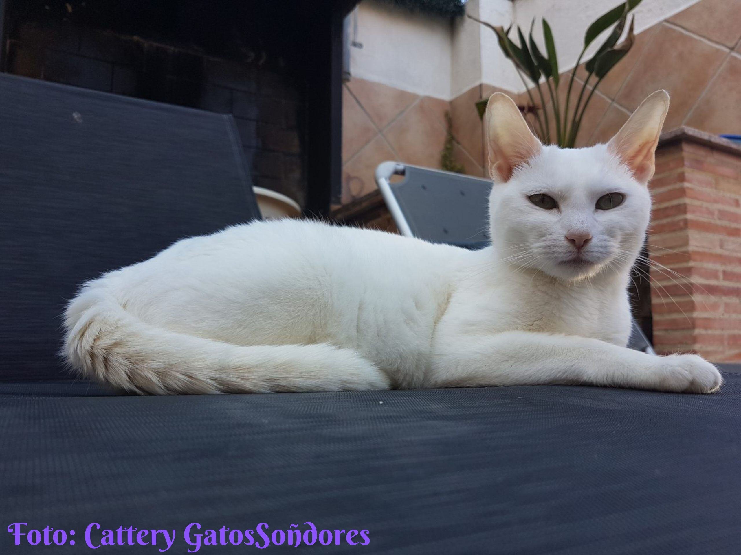 Foto-Cattery-GatosSondores-5 (1)