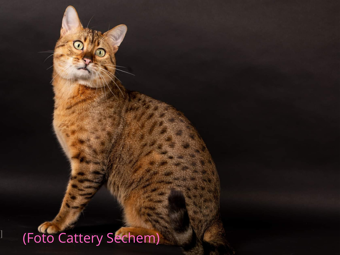 Foto-Cattery-Meandorra-1