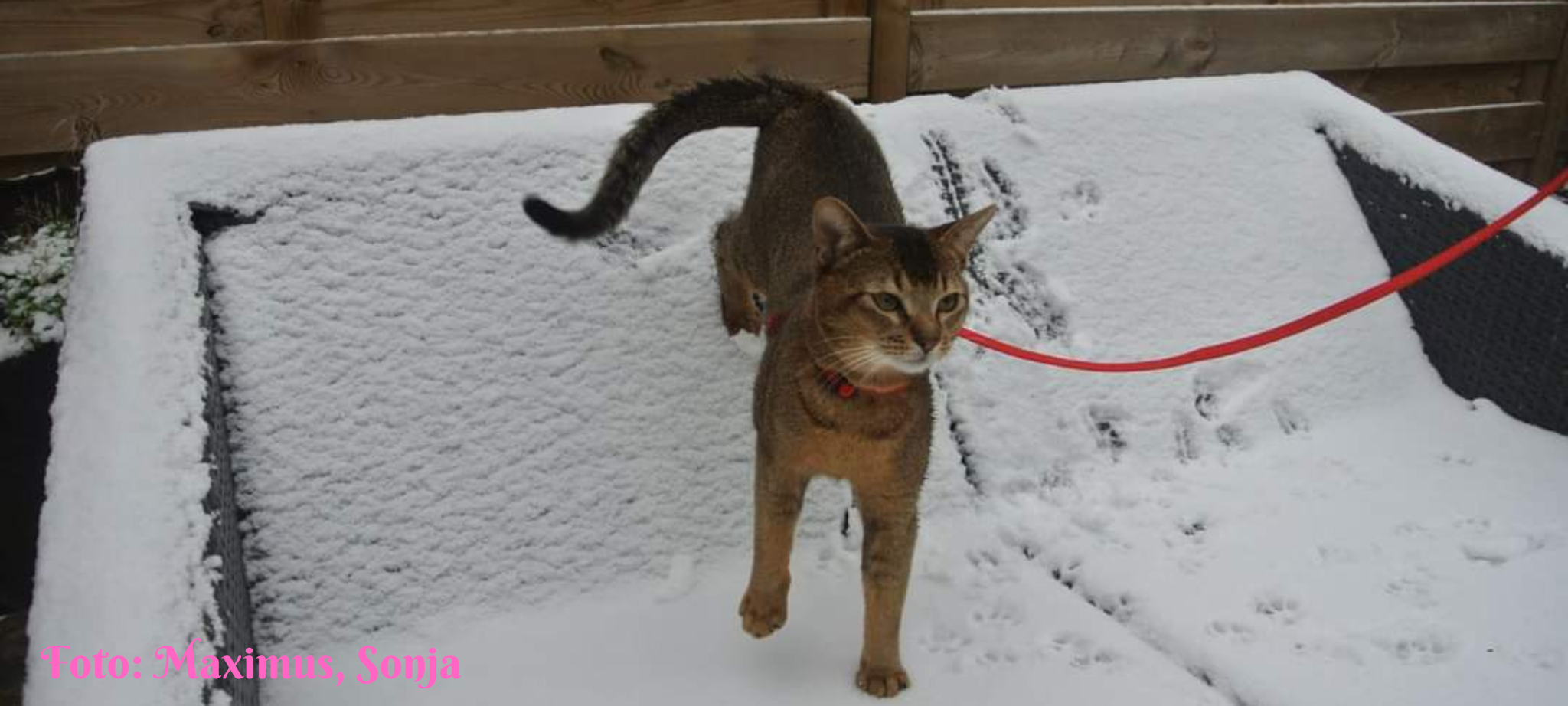 Foto-Maximus-Sonja-2 (2)