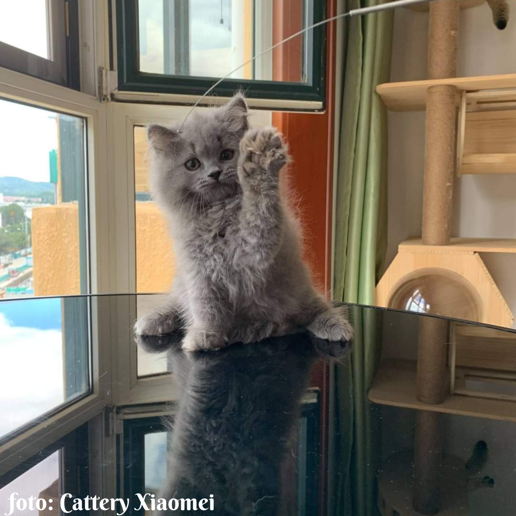 foto Cattery De la vallée de Félibelle (10)
