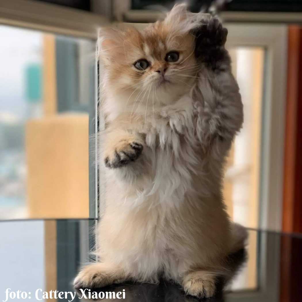 foto Cattery De la vallée de Félibelle (11)