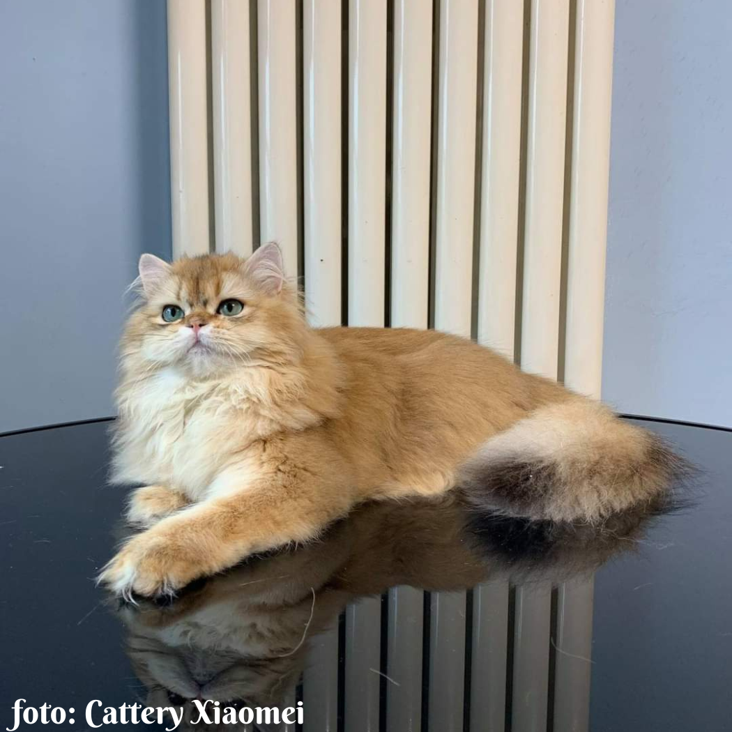 foto Cattery De la vallée de Félibelle (9)