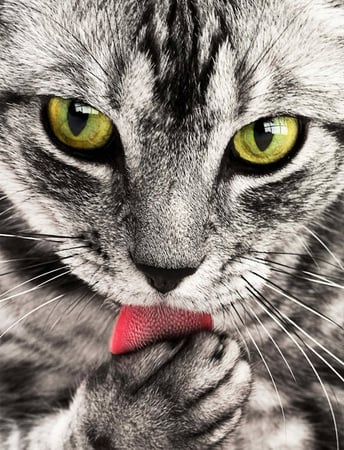 tabby-cat-close-up-portrait-69932 tabby-cat-close-up-portrait-69932