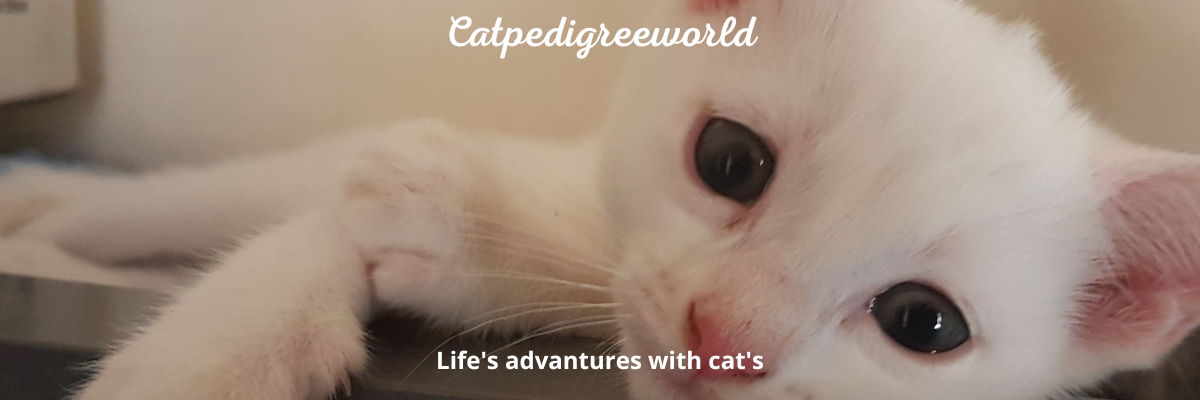 Catpedigreeworld (46)